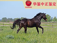 苏州马类动物亲子鉴定