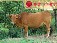 苏州牛类动物亲子鉴定