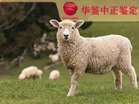 苏州羊类动物亲子鉴定